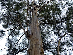 Pemberton Glouster Tree copy