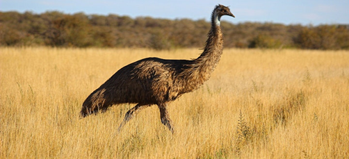 Wild Emu Western Australia